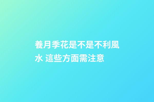 養月季花是不是不利風水 這些方面需注意